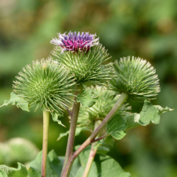 Burdock Root