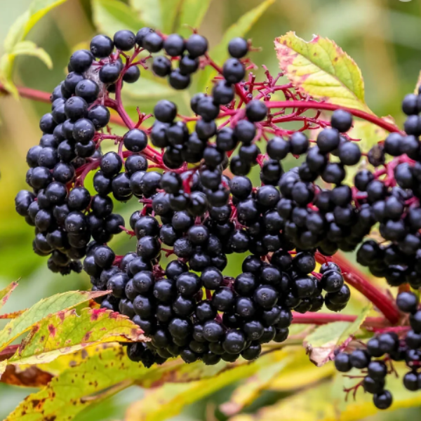 Elderberries Dried