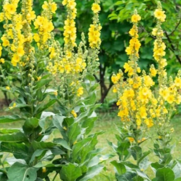 Mullein