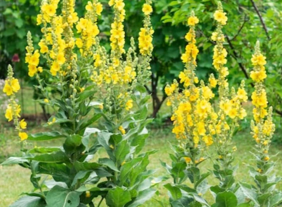 Mullein