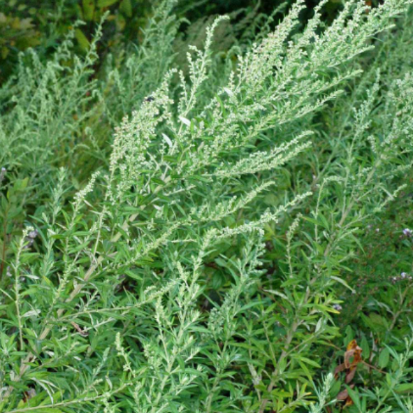 Mugwort