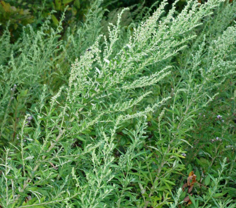 Mugwort